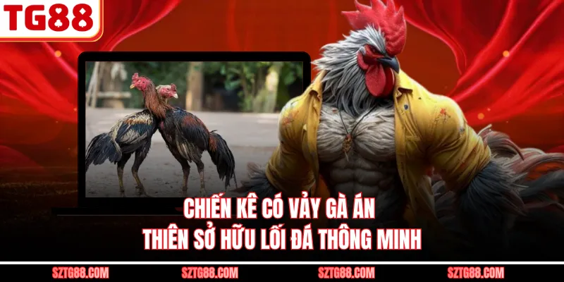 Chiến kê có vảy gà Án Thiên sở hữu lối đá thông minh